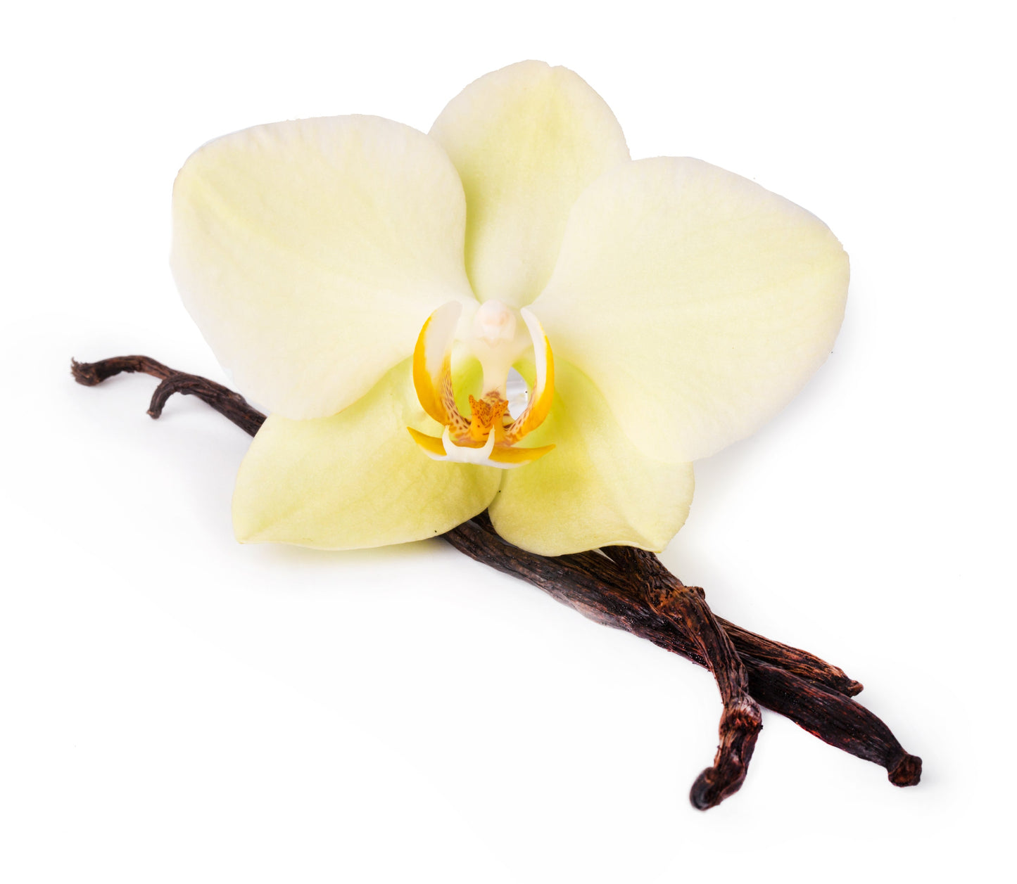 Organic Vanilla Lip Balm 15ml